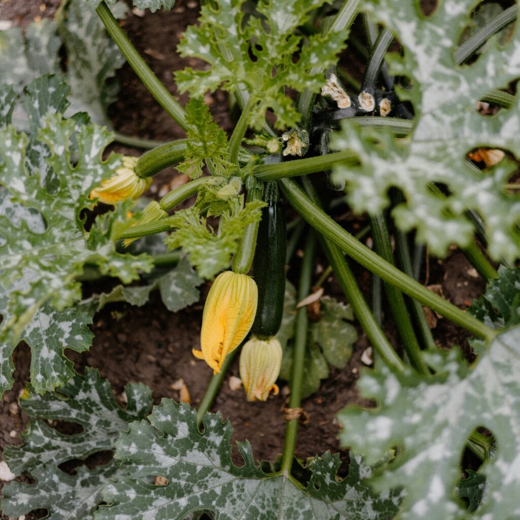 Fresh young zucchini – seasonal ingredient in the TGCC kitchen