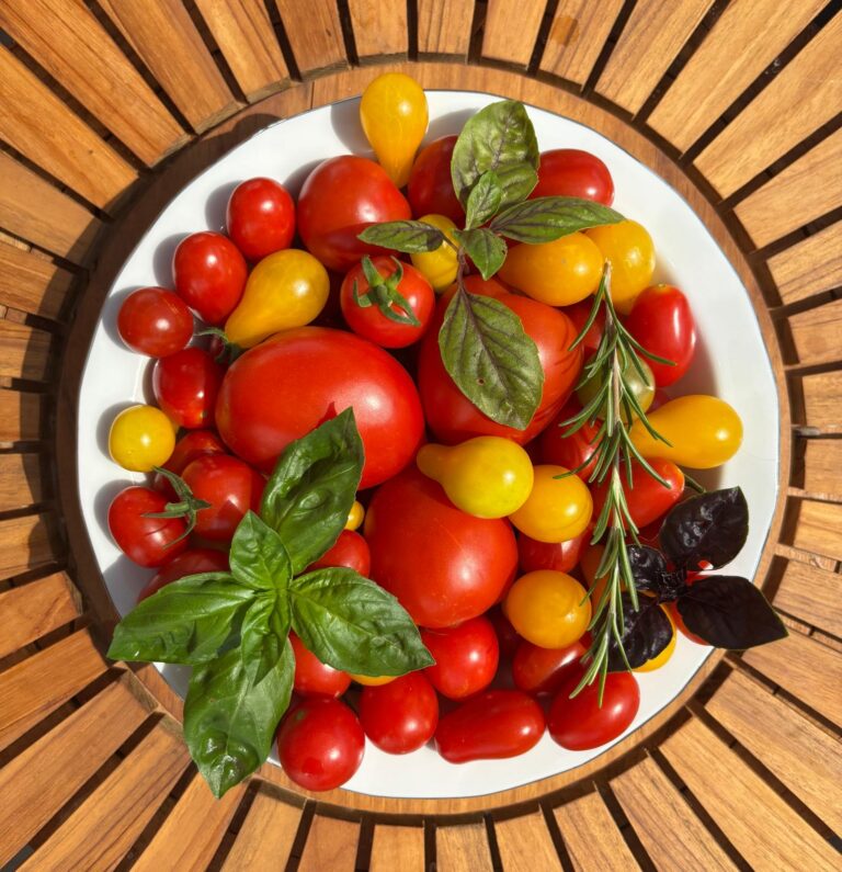 Ripe red tomatoes in the garden – seasonal ingredient for July