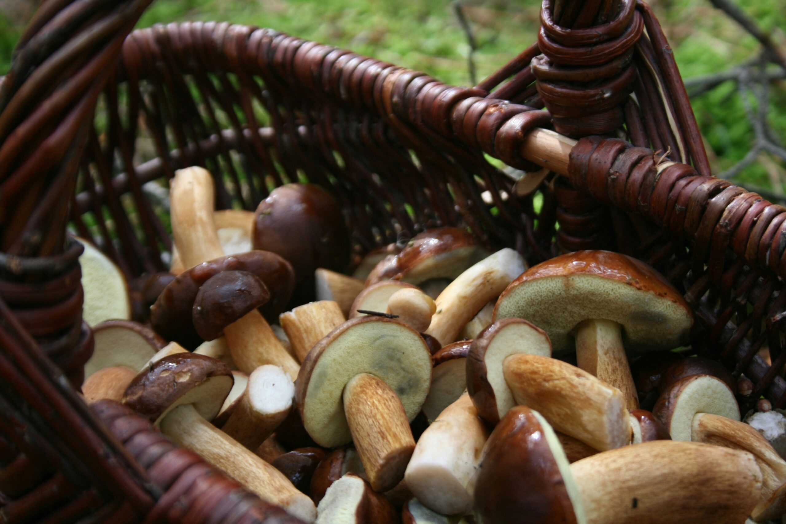 Fresh wild mushrooms in a basket – seasonal ingredient for August