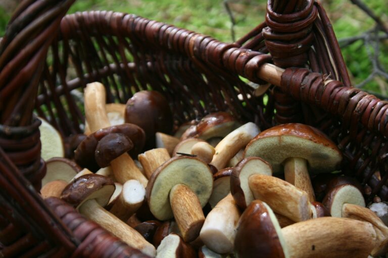 Čerstvé lesné huby v košíku – sezónna ingrediencia augusta